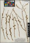 Foto von Salix pseudocordata Andersson